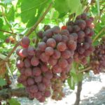 Grape farming
