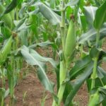 maize farming